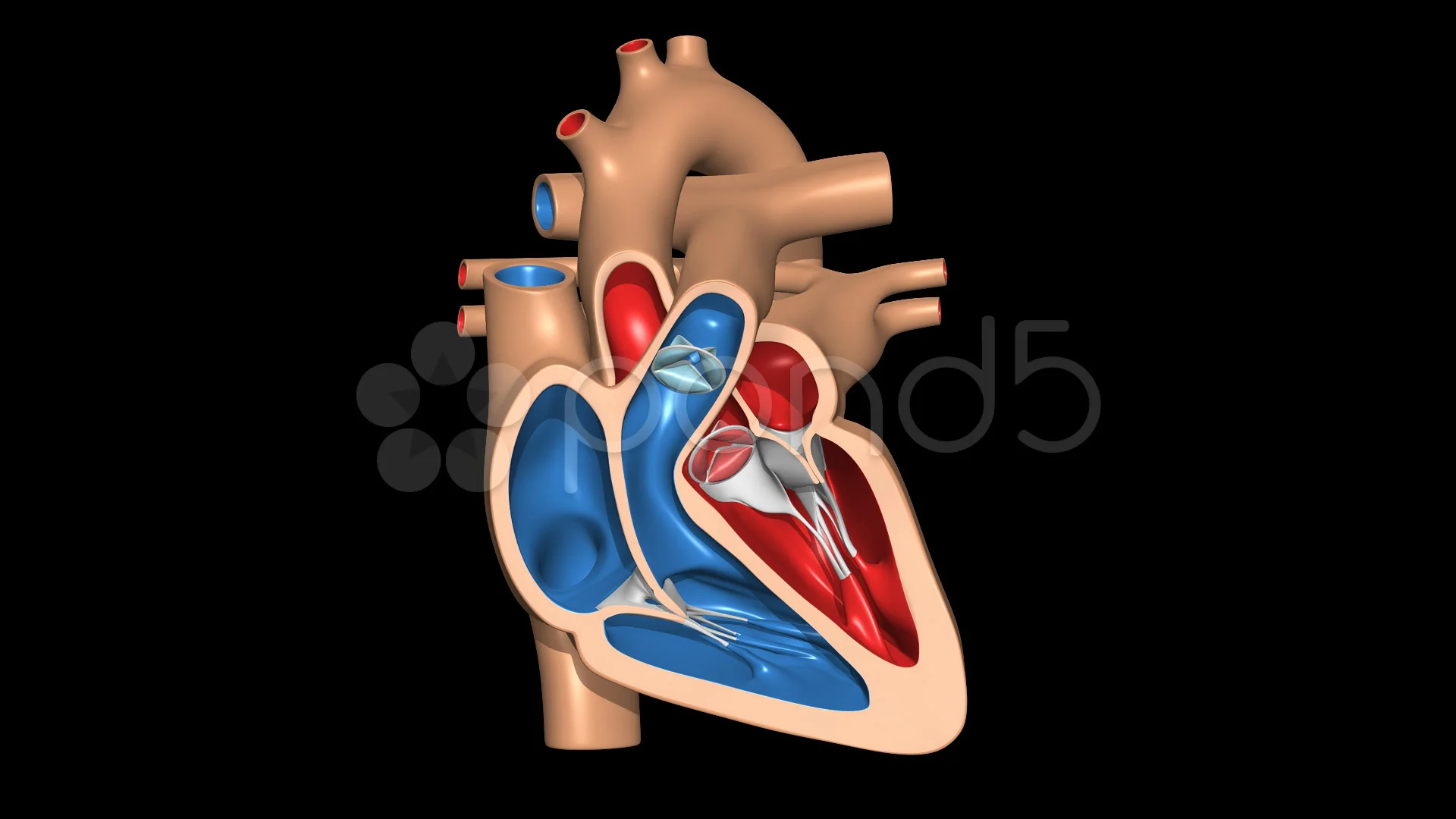 Human Heart with animated Valves & Pumpi... | Stock Video | Pond5