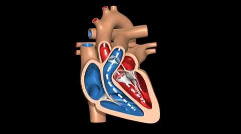 Human Heart ( with arrows ), with Animated Valves &amp; Pumping Action Stock Footage 7759752