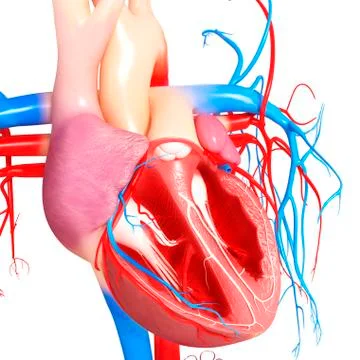 Human heart; artwork Stock Illustration