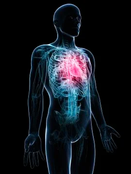 Human heart; artwork Stock Illustration