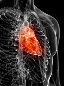 Human heart, artwork Stock Illustration
