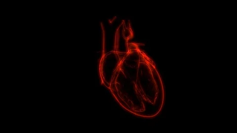 Human Heart Beat Anatomy Animation Conce... | Stock Video | Pond5