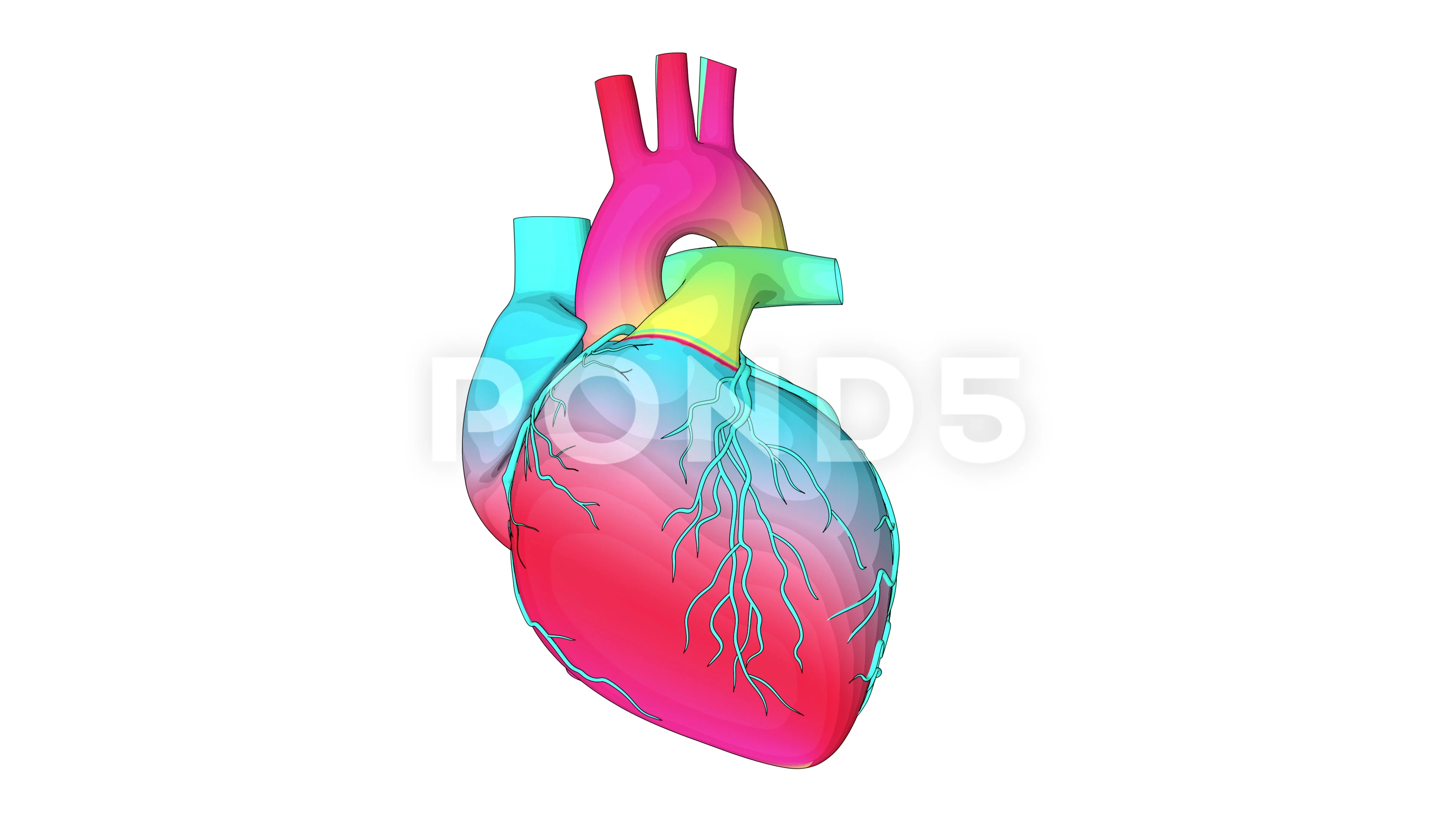 Human Heart beat Anatomy animation. Rain... | Stock Video | Pond5