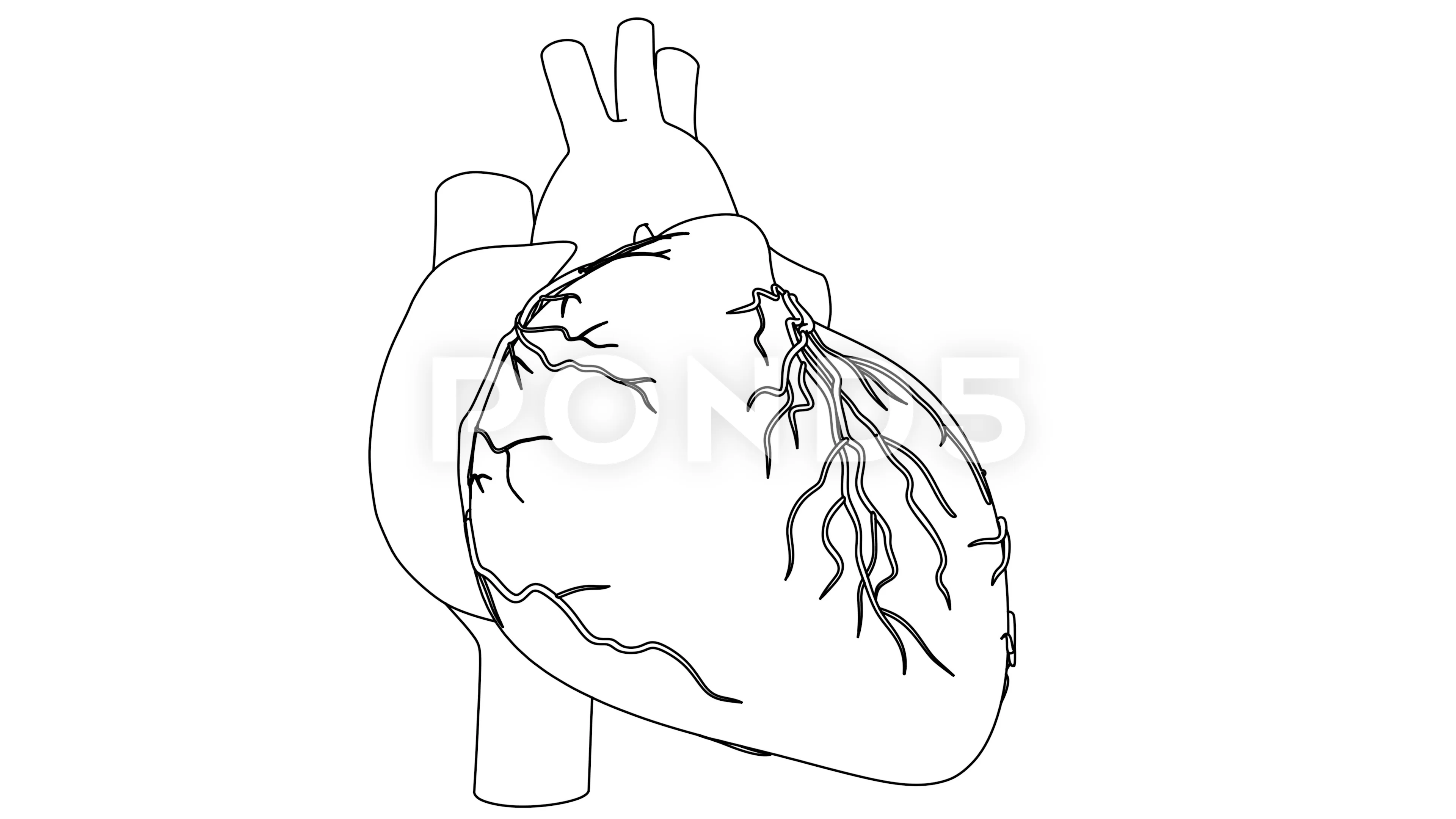 Human Heart beat Anatomy animation. Draw... | Stock Video | Pond5
