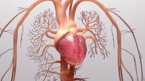 Human heart beating, animation Stock Footage 178664984