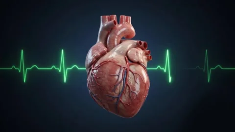 Human Heart Beating with ECG Pulse Animation 4K Medical Background Stock Footage 341512234