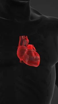 Human Heart beating inside of rib cage Illustrazione stock