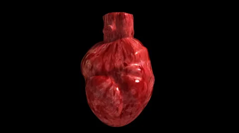 Human Heart Beating (with matte) Stock Footage 33406815