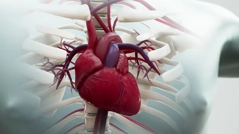 The human heart beating the x-ray view 库存影片 166954522