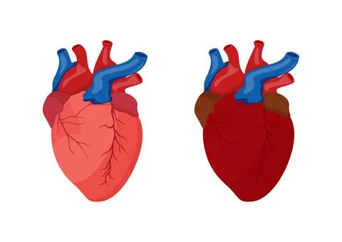 Human heart cartoon design. Vector illustration of human heart 스톡 일러스트