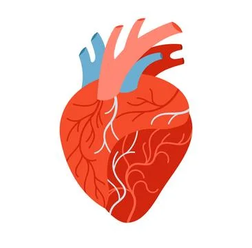 Human heart cartoon stylized vector illustration anatomical muscular organ Stock Illustration