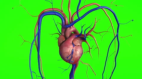 Human heart on a chroma key Stock Footage 62506708