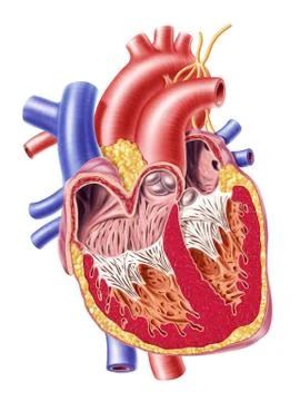 Human heart cross section. Stock Illustration