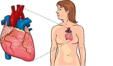 Human heart detailed vector. Anatomic vector illustration of a human heart. H Stock Illustration