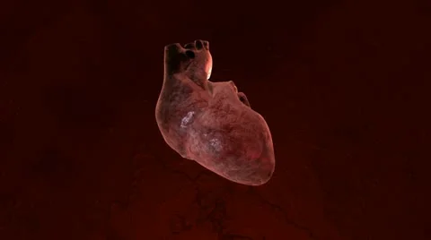 Human Heart Stock Footage 21299036