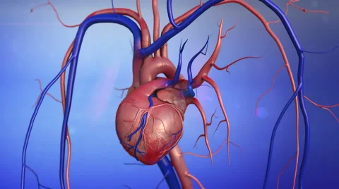 Human heart Stock Footage 44338051