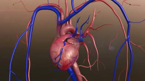 Human heart Vidéo 49308914