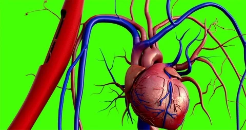 Human Heart on green background Stock-Footage 101971792