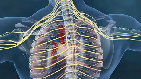 Human heart, Human heart model, Full clipping path included, Heart Anatomy, Stock Illustration