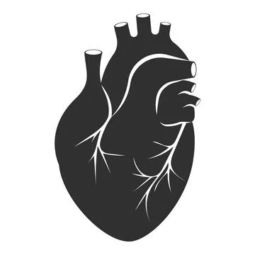 Human heart icon. Anatomically correct heart with venous system icon. Vecto.. Stock Illustration