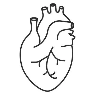 Human heart icon. Anatomically correct heart with venous system icon. Vector  Stock Illustration