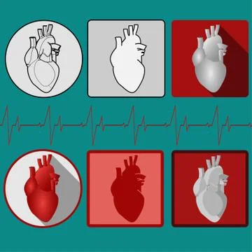 Human heart icon with cardiogram - vector Stock Illustration