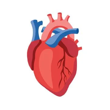 Human heart icon illustration vector Stock Illustration