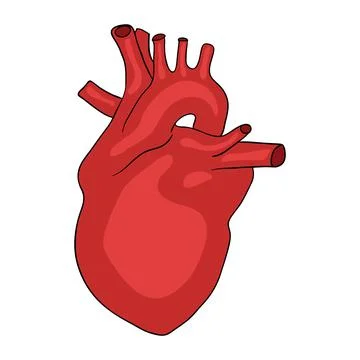 Human Heart Icon Vector Stock-Illustration