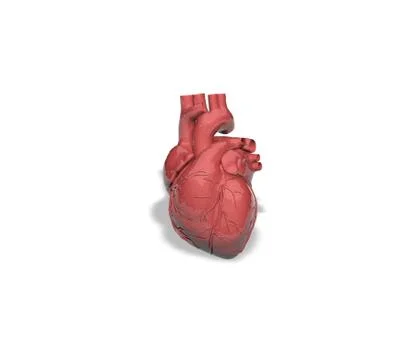 Human heart Stock Illustration