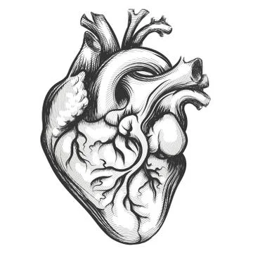 Human Heart Stock Illustration