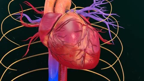 Human Heart Stock Illustration