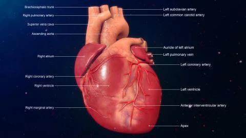 Human Heart Stock Illustration