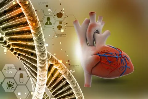 Human heart Illustrazione stock