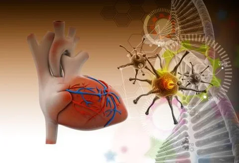 Human heart Stock Illustration