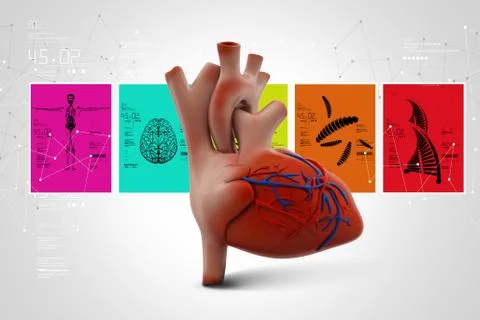 Human heart Stock Illustration