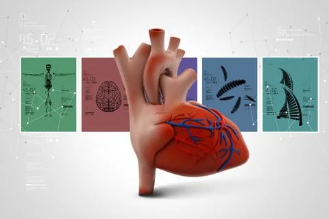 Human heart Ilustración de archivo