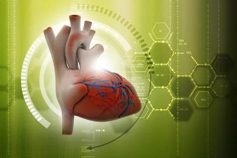 Human heart Stock Illustration