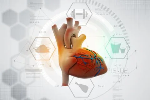 Human heart Illustrazione stock