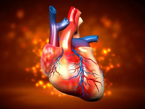 Human heart Stock Illustration