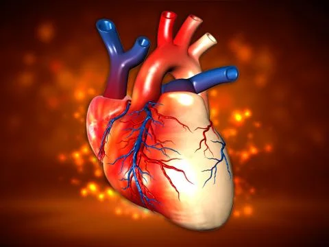 Human heart Stock Illustration