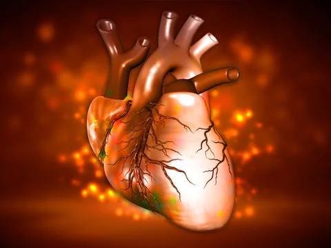 Human heart Stock Illustration