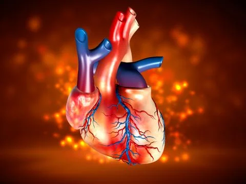 Human Heart Stock Illustration