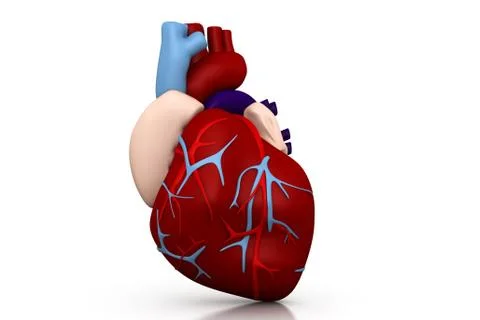 Human heart.. Stock Illustration