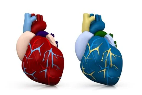 Human heart.. Stock Illustration