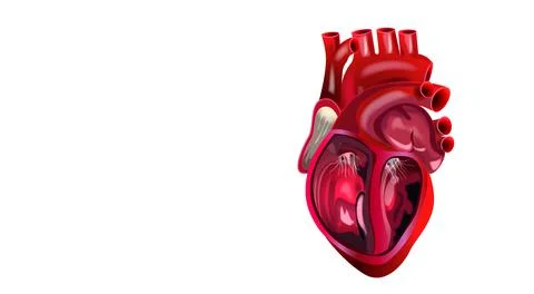 Human heart Stock Illustration