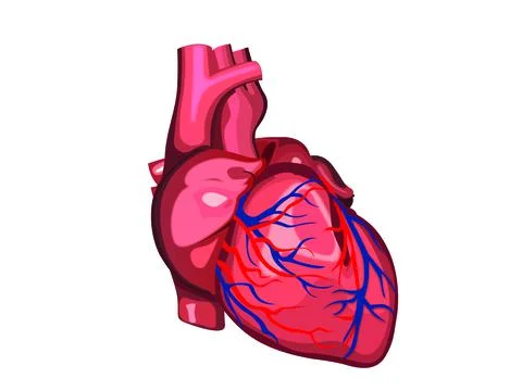 Human heart Stock Illustration
