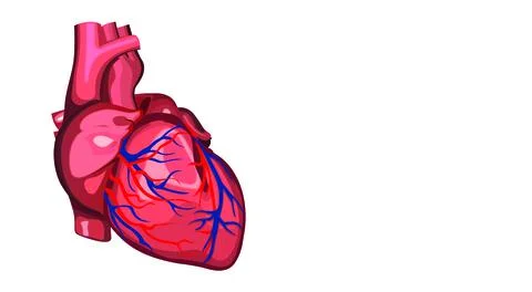 Human heart Stock Illustration