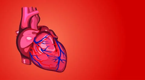 Human heart Stock Illustration
