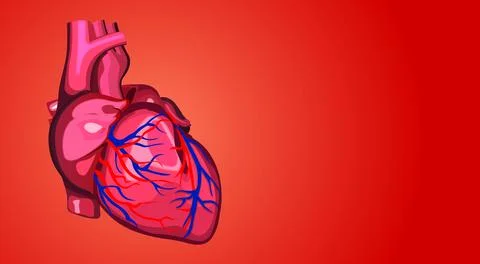 Human heart Stock Illustration