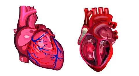 Human heart Stock Illustration